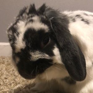 Meet your Posher, Nelya